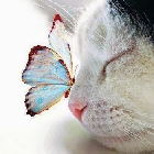 Clique pour agrandir ...